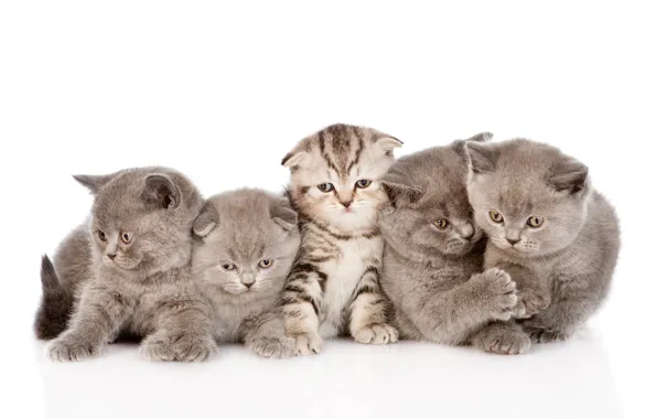 Картинка кошки, котята, малыши