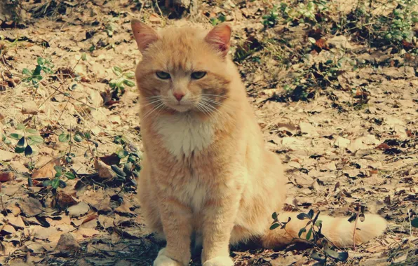 Лис, хищник, Кот, рыжий, мужчина, охота, охотник, 2014