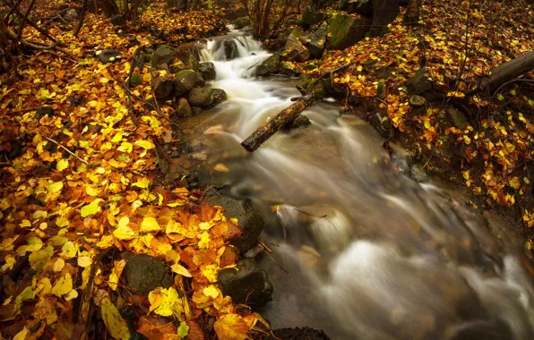 Картинка осень, лес, камни, речка