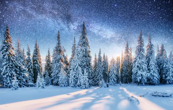 Природа, снег, лес, зима