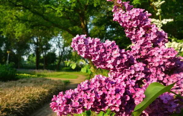 Картинка ветки, природа, парк, весна, кусты, сирень