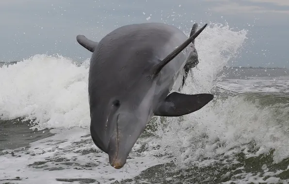 Море, брызги, природа, Atlantic Bottlenose Dolphin