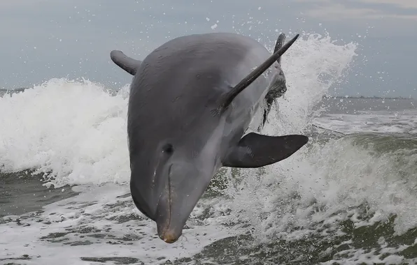 Картинка море, брызги, природа, Atlantic Bottlenose Dolphin