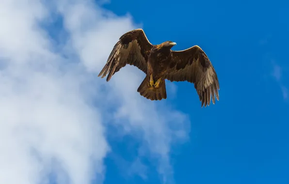 Картинка небо, птица, golden eagle