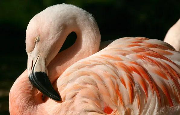 Картинка птица, перья, клюв, фламинго