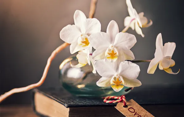 Картинка ветка, книга, орхидея, цветки, баночка