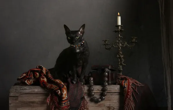 Кошка, кот, взгляд, поза, темный фон, черный, свеча, черная