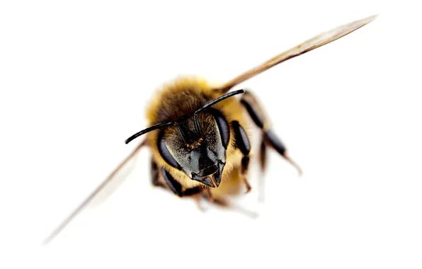 Flight, macro, bee