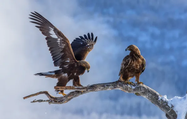 Зима, снег, птицы, природа, орел, две, крылья, ветка
