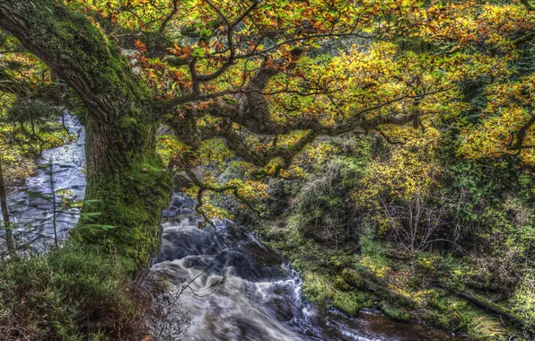 Картинка листья, ветки, ручей, дерево, течение, мох, обработка, Шотландия
