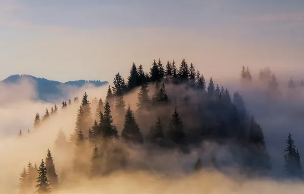 Картинка лес, туман, Германия, Бавария, Альпы