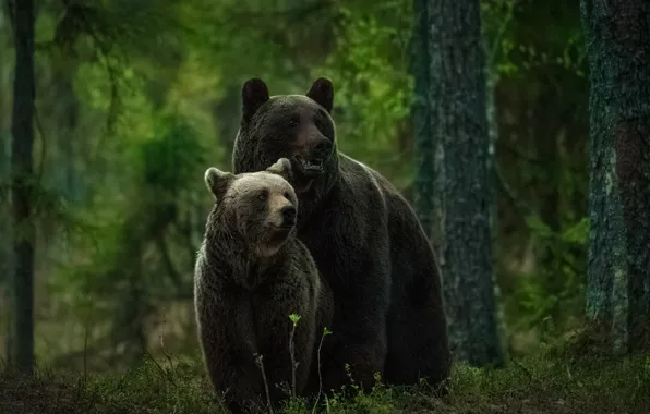 Картинка лес, медведи, медвежонок, медведица