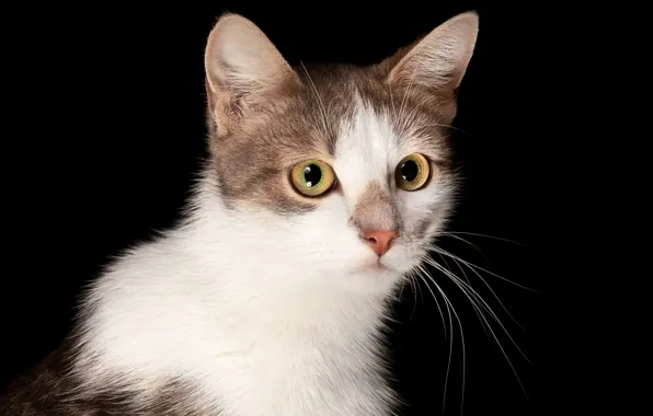 Картинка кошка, взгляд, портрет, мордочка, чёрный фон, Наталья Ляйс