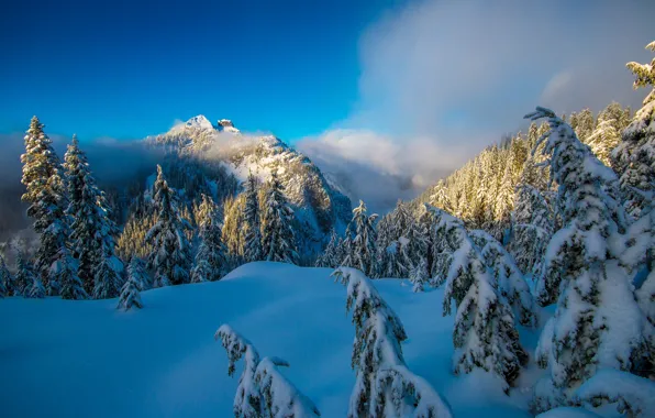 Картинка зима, лес, снег, деревья, горы, ели, Канада, сугробы