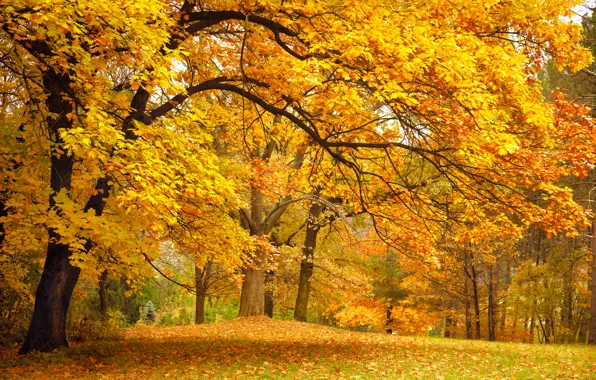 Картинка осень, лес, листья, деревья, пейзаж, ветки, природа, парк