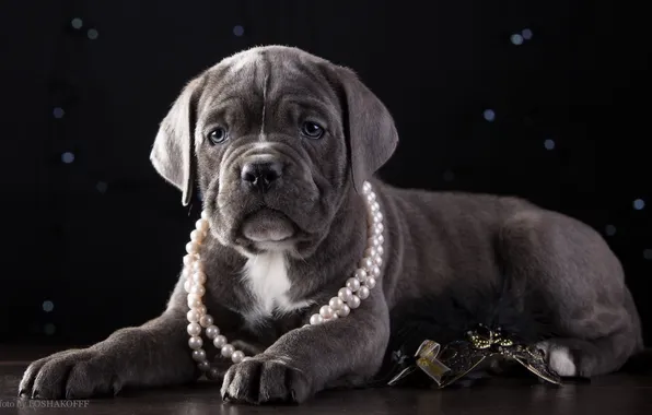 Картинка ожерелье, щенок, красавец, кане-корсо