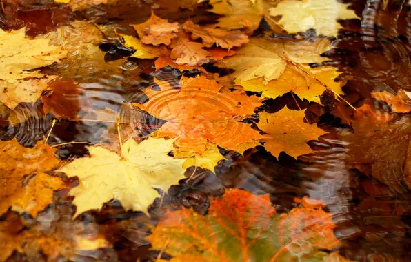 Осень, листья, вода, клен