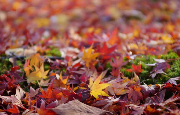 Картинка осень, листья, земля, цветные