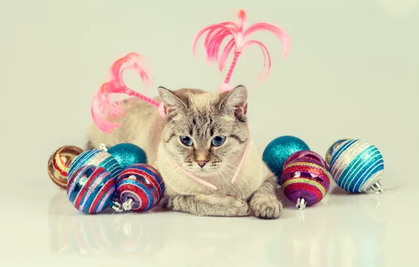 Картинка кошка, кот, шарики, игрушки
