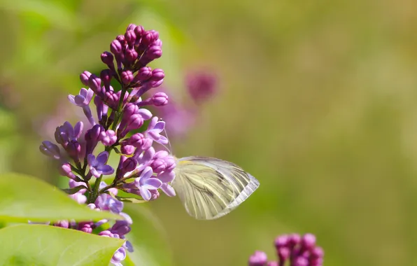 Flower, butterfly, spring, lilac