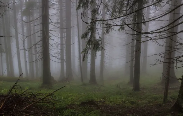 Картинка лес, деревья, природа, туман, Украина, Ukraine, Карпаты, Горганы