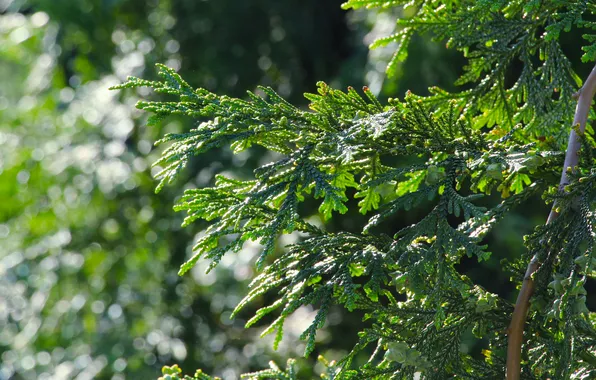 Green, plant, twig, thuja