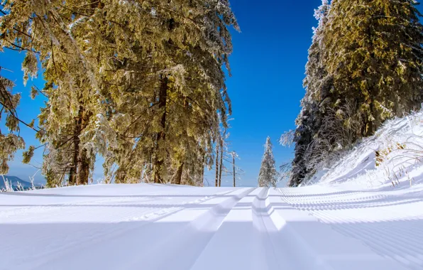 Картинка зима, дорога, снег, деревья