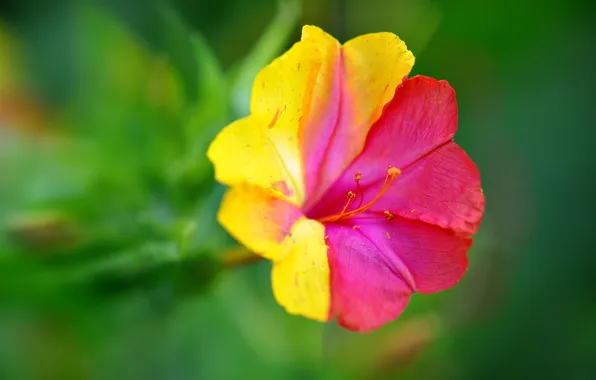 Цветы, природа, растение, лепестки