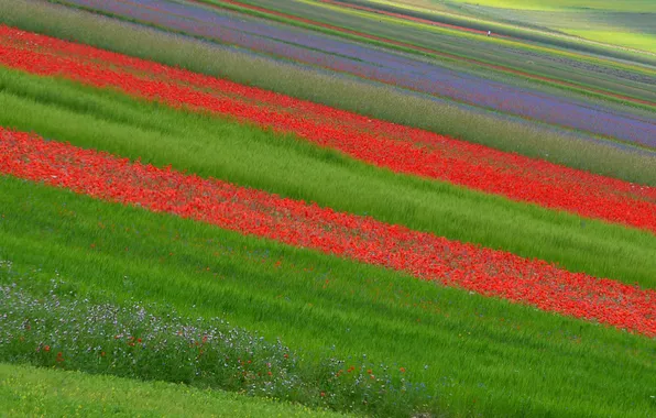 Картинка поле, цветы, плантация