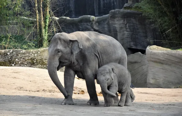 Картинка big, animal, asian, elephant, gray, african