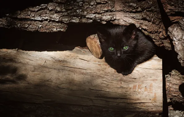 Кошка, взгляд, свет, темный фон, котенок, дерево, черный, бревно