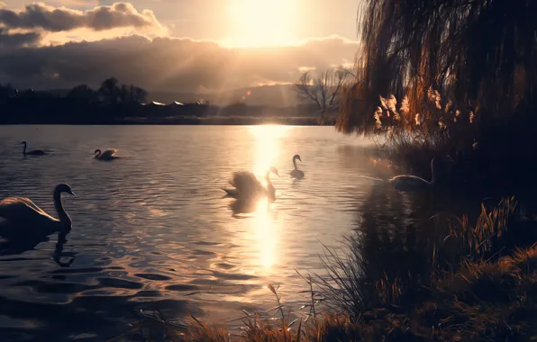 Солнце, озеро, лебеди, Miss Froggi