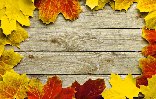 Осень, листья, дерево, рамка, клён