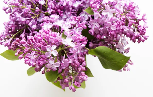 Обои цветы, букет, сирень на телефон и рабочий стол, раздел цветы ...