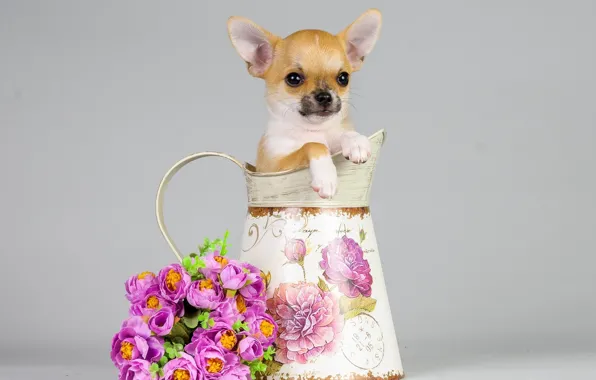 Картинка цветы, собака, букет, щенок, кувшин