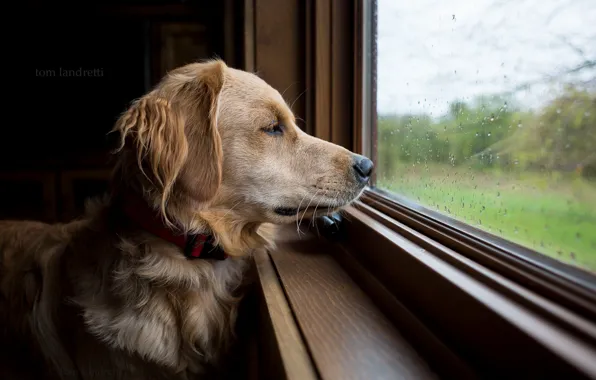 Картинка взгляд, друг, собака, окно