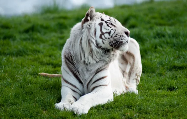 Картинка белый, трава, тигр, хищник, лежа