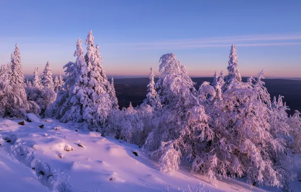 Зима, снег, деревья