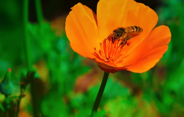 Картинка цветок, макро, пчела, растение, лепестки, насекомое