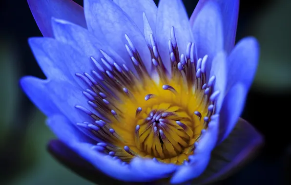 Цветы, природа, лепестки