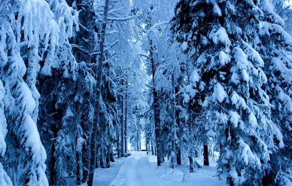 Картинка зима, дорога, лес, снег, природа