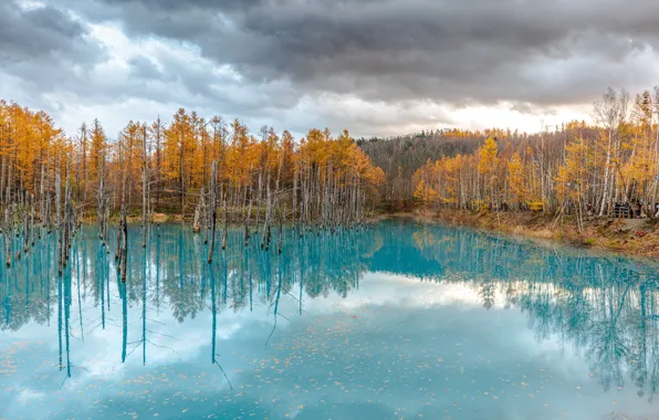 Картинка Облака, Деревья, Япония, Хоккайдо, Пруд, Japan, Hokkaido, Blue Pond