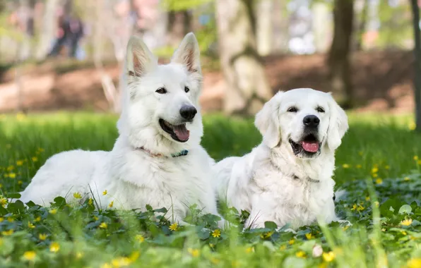 Собаки, трава, цветы, парочка, две собаки