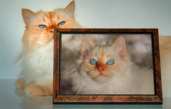 Кошка, кот, взгляд, поза, котенок, фотография, портрет, рамка
