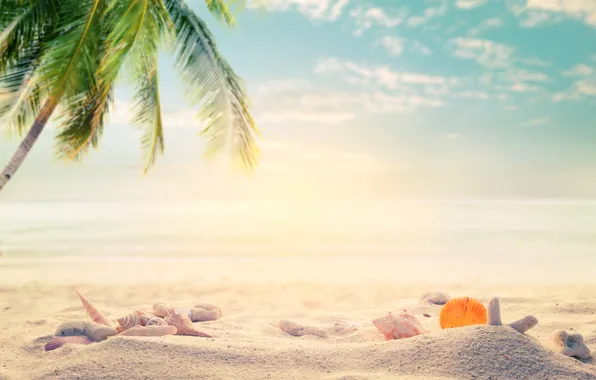 Картинка песок, море, пляж, лето, пальмы, отдых, ракушки, summer