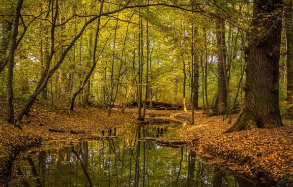 Картинка осень, деревья, Лес