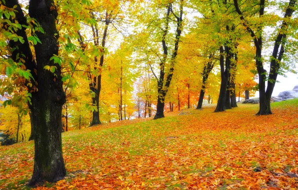 Картинка осень, лес, листья, деревья, forest, park, autumn, leaves