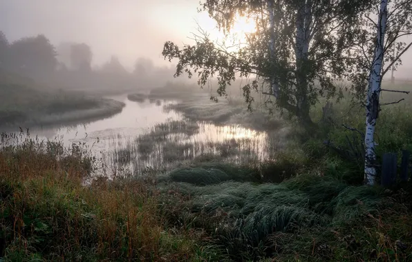 Картинка лес, небо, трава, солнце, облака, деревья, пейзаж, природа