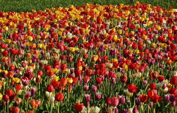 Картинка поле, природа, весна, Тюльпаны, field, nature, tulips, spring