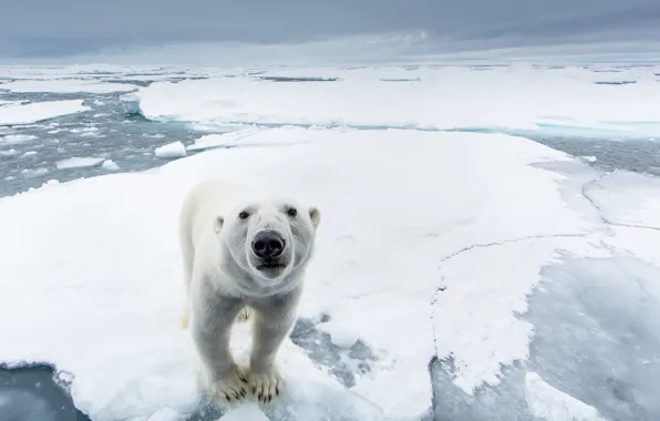 Картинка лед, снег, природа, хищник, северный полюс, белый медведь